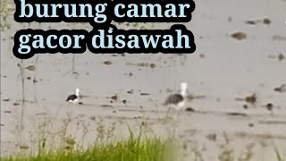 burung camar gacor bertanda hujan akan turun..!!