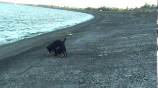 Ягд И Ягдочка. German Terrier