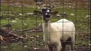 SCREAMING GOAT FUNNY SOUND EFFECT/ BACKSOUND KAMBING TERIAK LUCU