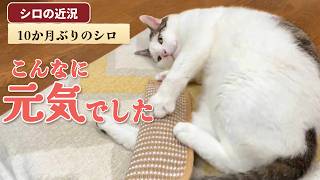 Shiro's Recent Updates ⑥] 10 Months Later: Shiro's Energetic