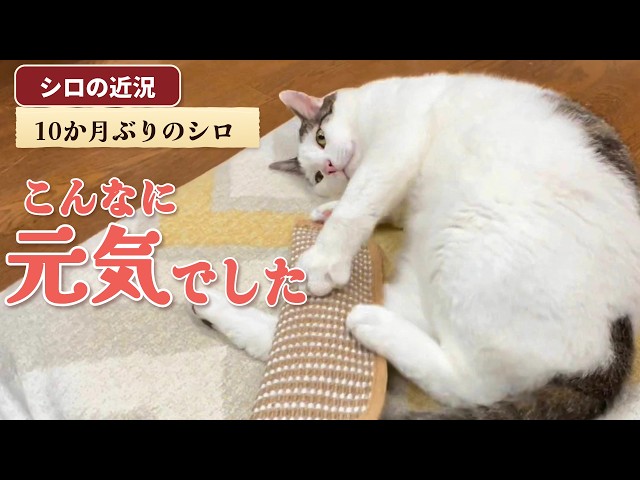 Shiro's Recent Updates ⑥] 10 Months Later: Shiro's Energetic