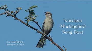 Mockingbird Song Bout