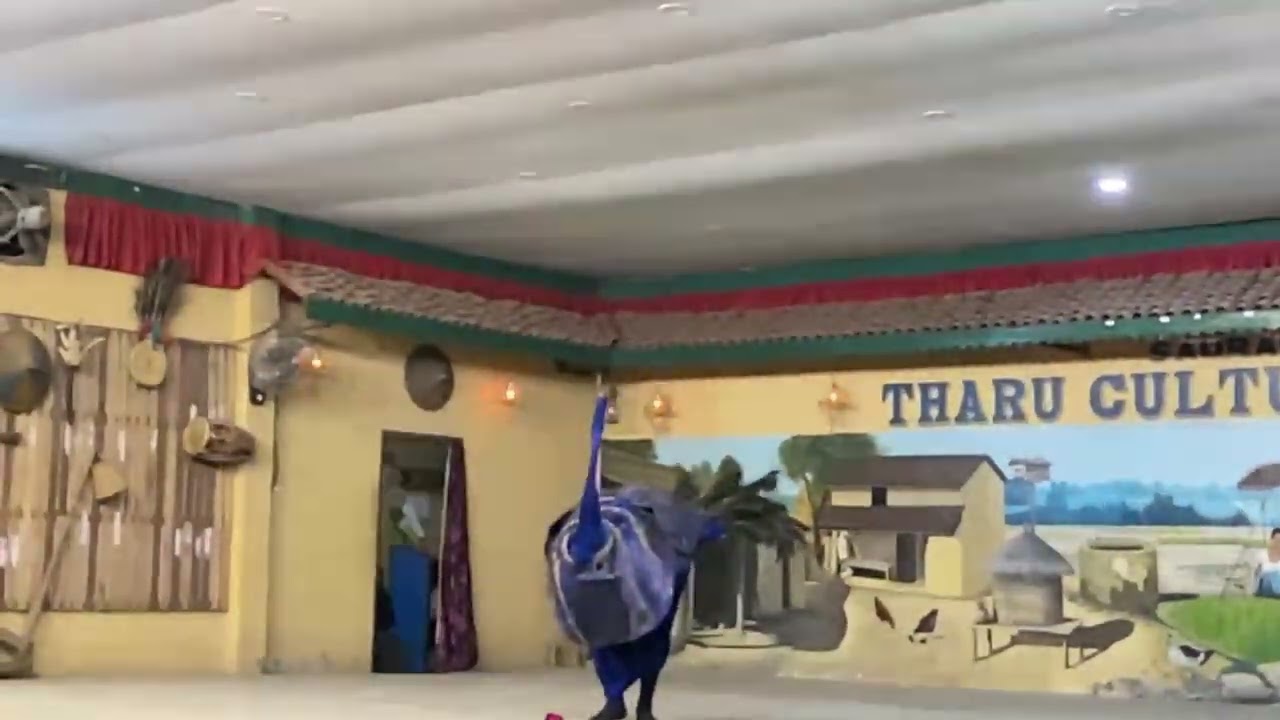 Peacock dance at tharu cultural house