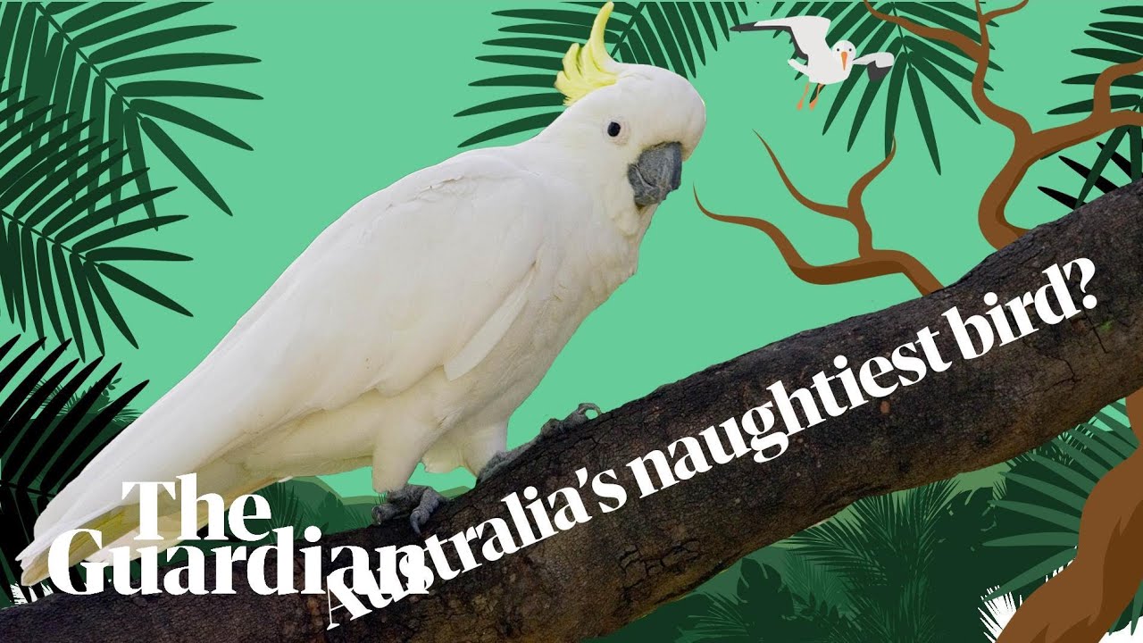 cheeky, screechy cockatoos: in search of Australia's naughtiest bird | Australian bird of the year (2019) | The Guardian