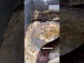 Está serpiente TIENE UN ARCOÍRIS🌈 EN LAS ESCAMAS😱La conocias? #snake #piton #serpientes #pets