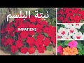 معلومات عن نبتة البلسم Impatiens balsamina