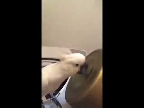 bird-plays-land-down-under-meme