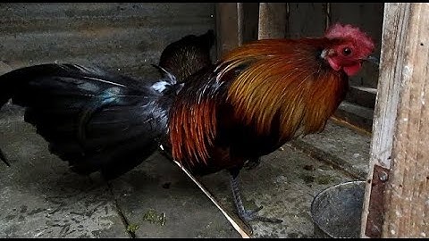 Thaiv chaw kaw qaib qus June 16, 2020