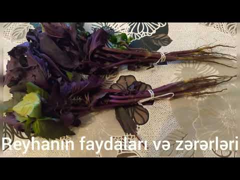 Video: Fesleğen Və Becərilməsinin Xüsusiyyətləri