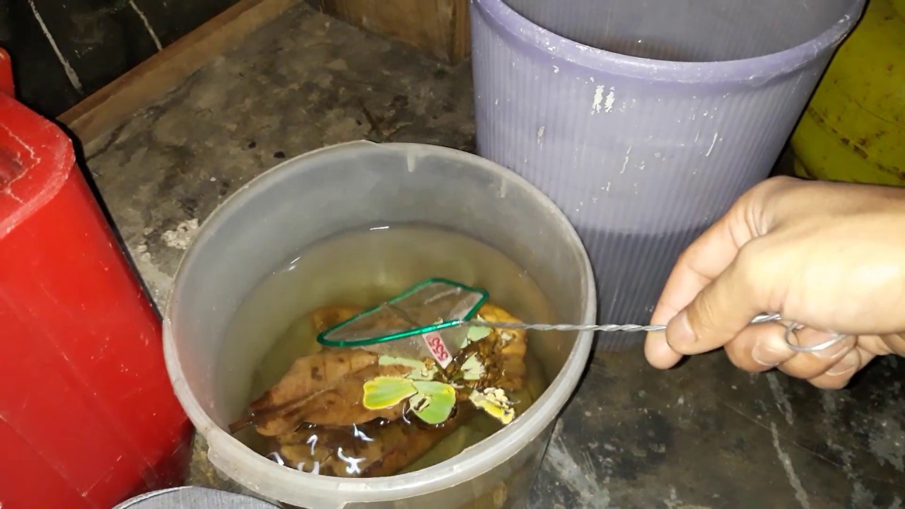 Ternak ikan guppy #part2 