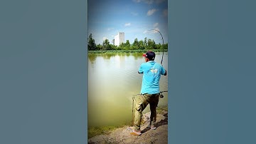 Câu cá tra sông với mồi câu R1 và R3 #camr1 #camr2 #camr3 #mồicâur1 #mồicâur3