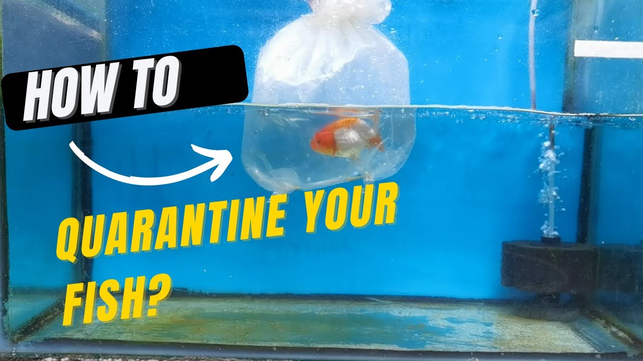 How to Quarantine your Fish & Why it's important? - YouTube