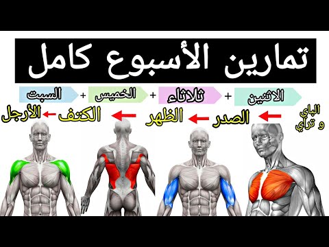 فيديو: كيفية بناء كل عضلات الجسم