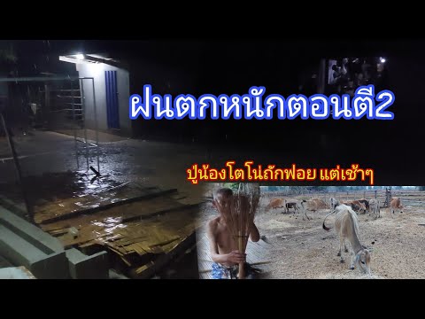 เมื่อคืนบ้านปังฝนตกหนักตอนตีสอง กบเขียดออกร้องชวดๆ 19 มีนาคม ค.ศ. 2024