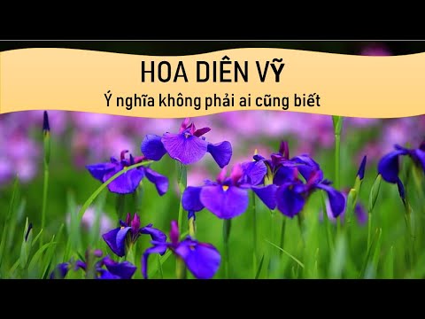 Video: Trồng Hoa Diên Vĩ Siberia