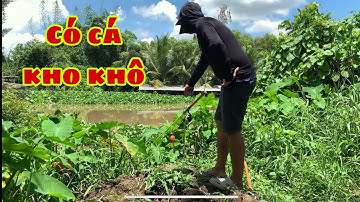 Câu Cá Tra Sông - Bãi Này Mới Lại Là Có Cá Về Kho Khô Rồi | Fishing - Miền Tây