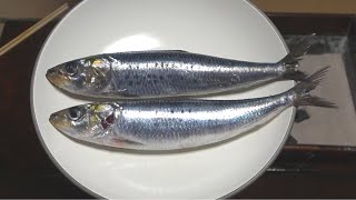 入梅イワシ-Rainy season sardines-Japanese food【江戸長火鉢　128杯目】