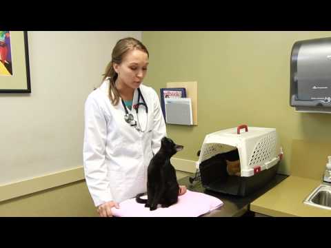 Video: Hva er behandlinger for Nandina Svelging for en hund?