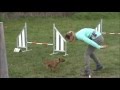 Les Condatois au LSP Chien d'agility