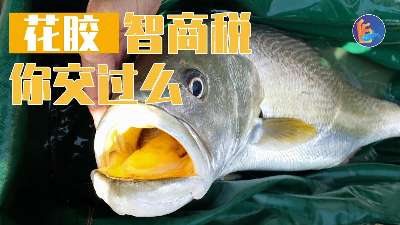 拥有天价花胶的黄唇鱼 会是花胶消费市场最后的受害鱼吗 Youtube