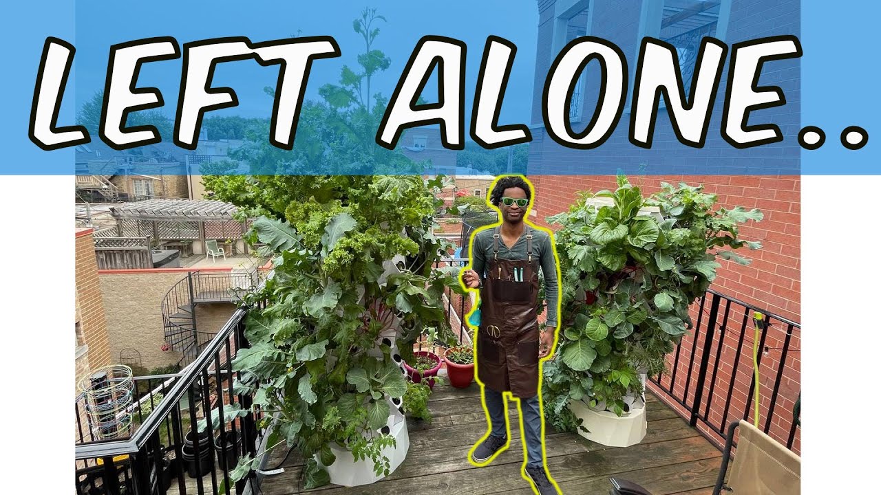 Easy vegetables to grow - Growing easy plants in a Tower Garden - Organic Gardening in the City