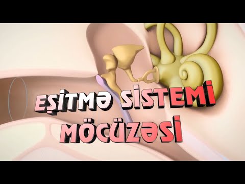 Video: Sənədli eşitmə sübutu nədir?