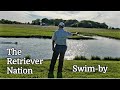 Swimbya one to two week process of how to perform swimby for retrieversthe retriever nation