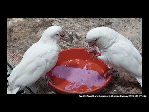 Cockatoos Love Condiments