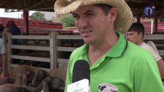 Pesquisadores e produtores buscam registro de nova raça de ovino