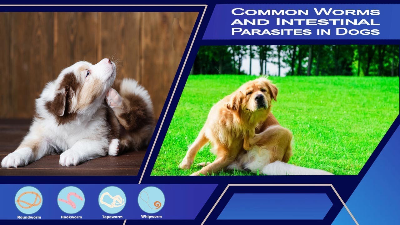 Common Worms and Intestinal Parasites In Dogs YouTube