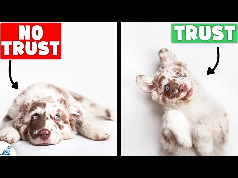 वीडियो: शर्मीले पिल्ले से क्यों बचें