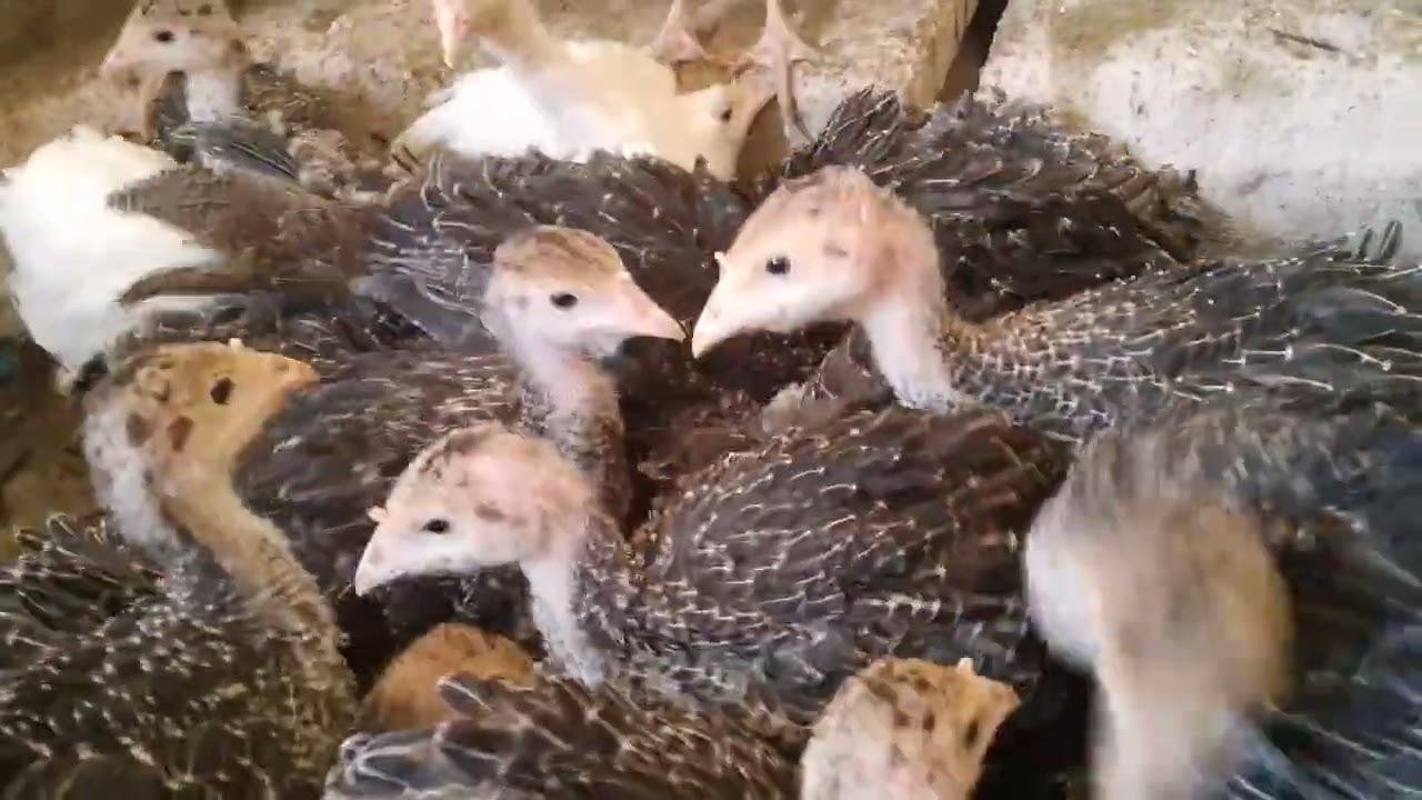 NJIA RAHISI YA KULEA VIFARANGA WA BATAMZINGA BILA VIFO 