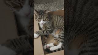 she love her box 😺 #cat #cute #shorts #fyp