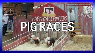 Pig Races at the LA County Fair