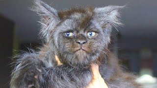 Extremely rare Maine Coon cat is born in Russia!