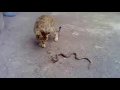 لعبة القط و الثعبان the cat and snake game