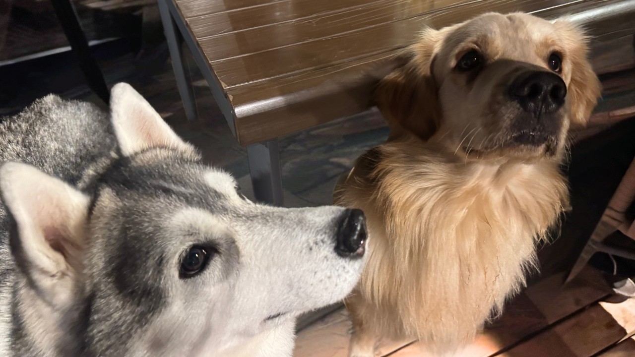 BBQを見守る愛犬たち｜大洗ドッグコテージの夜