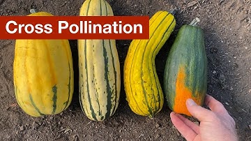 Accidental Cross Pollination