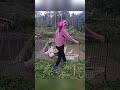 Rural Family Life – Huge Cabbage Harvest & Cute Animal Moments 🥬🐥Hardworking Single Mom