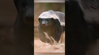 Most Fareless 😱⚠️ l #animals #short #wildlife #friendship #hiking