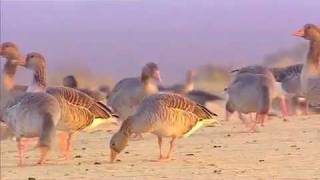 Wild Spain: Donaña (Andalucía) Part 1