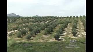 OLIVAR-PLANTACION Y DISTRIBUCION CAP.7 - Aceite de Oliva Virgen Extra (Extra Virgin Olive Oil)