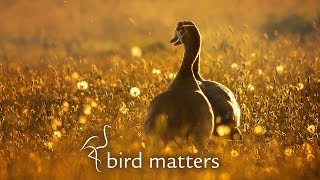 Beautiful Photography of Garden Birds: Bird Matters