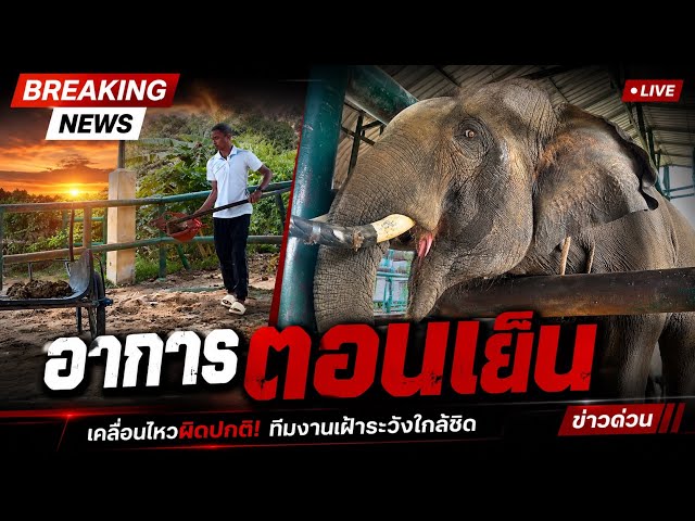 เต็มสูบครับ #Viral #shorts #anime #elephant #india #viralvideo #yearofyou #ช้าง