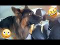 You Will Laugh Harder Than You Expect 🤣 FUNNIEST DOGS Video 2026 #144