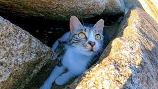 岩の隙間に隠れていた野良猫がモフられに出てきた
