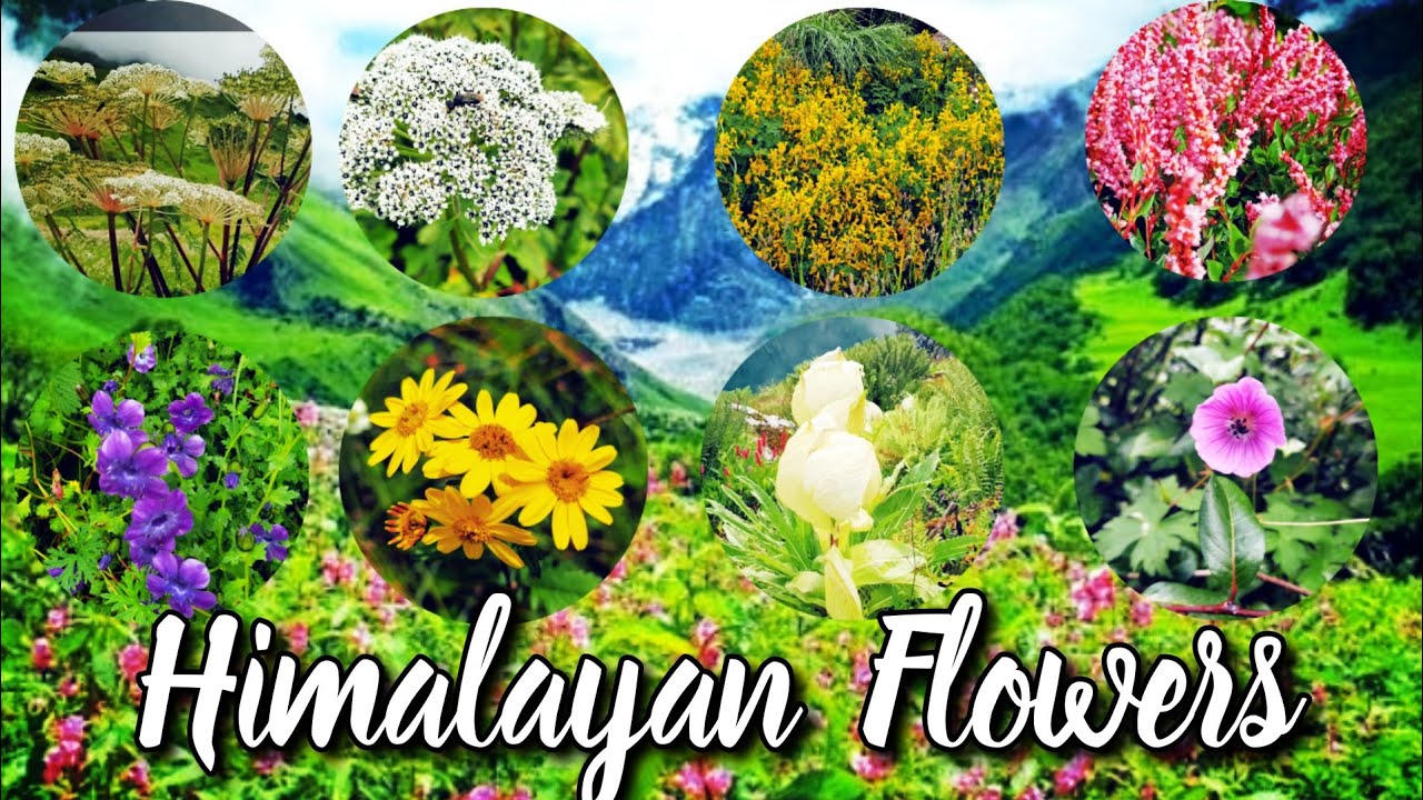 Himalayan Flowers | Valley of Flowers | Scientific Name of Flowers ...