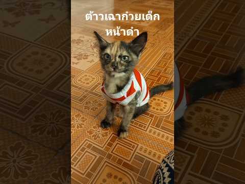 เฉาก๋วยมารายงานตัวค่ะ #ฝากกดติดตามด้วยนะคะ #subscribe #ทาสเเมว