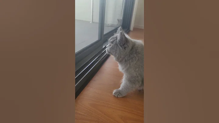 Video 7830681: british long hair kitten, kitten talking