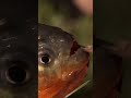 Red Bellied Piranha Facts and Features